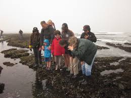 Low Tides Friends Of Fitzgerald Marine Reserve