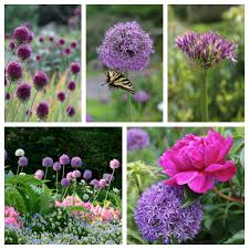 Bloom Time Chart For Allium Bulbs Longfield Gardens