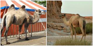 Its shoulder height is around 6.5 feet's when fully grown. The Camel Stichting Dalel