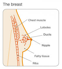 Women know their bodies best. Fat Necrosis Breast Cancer Now
