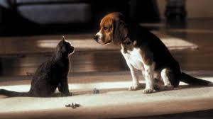 Watch cats & dogs 2001 in full hd online, free cats & dogs streaming with english subtitle. Cats Dogs 2001 Directed By Lawrence Guterman Reviews Film Cast Letterboxd