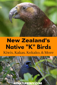Check spelling or type a new query. New Zealand S Native K Birds New Zealand Nature Guy