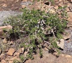 Image result for Pyrostria phyllanthoidea