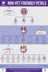 Check spelling or type a new query. Pet Bouquets A New Trend Sweeping The Nation