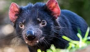 Send this information to josh vincent vincen29@msu.edu Self Drive Tasmania The Best Trip Planner For An Ultimate Road Trip Always Around The World