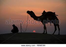 Wild camels have wreaked havoc across the outback since they were first introduced in the 1840s to help explorers navigate the vast nation. Camel And Keeper In Thar Desert Jaisalmer Rajasthan India Asia Stock Photo Alamy