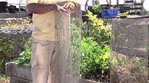 Raccoons can be relocated far enough away so that they won't be back in your garden the next day. How To Keep Raccoons Out Of Vegetable Gardens Vegetable Gardening 101 Youtube
