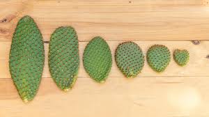 Image result for cactus cuttings