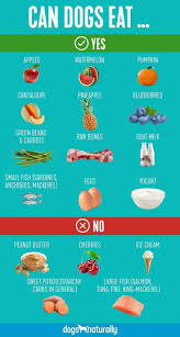 Can Dogs Eat Apples And 25 Other Human Foods For Dogs Dog Food Ideas Of Dog Food Dogfo Nourriture Maison Pour Chien Alimentation Chien Recettes Pour Chien