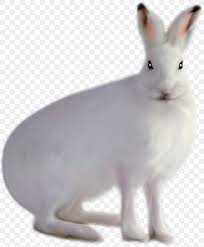 It helps you to learn more about the greatest. Domestic Rabbit Arctic Hare White Png 1615x1961px Domestic Rabbit Arctic Hare Fauna Hare Leporids Download Free