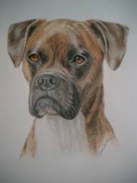 Their feet are compact and the toes are arched. Boxer Boxers Boxers Color Pencil And Pastel Portraits Dogs In Detail