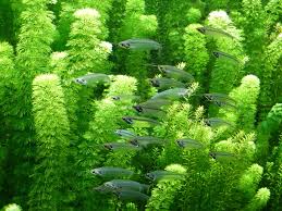 水草が白くなるのは病気 水草の白化症状の原因と対策とは トロピカ