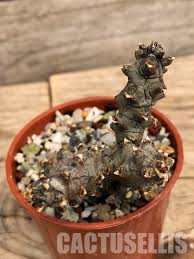 Image result for Ceropegia breviflora