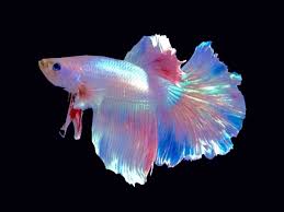 Featherfin Betta Featherfin Betta Price 22 15 Gbp Worldwide Shipping Diapteron Co Uk Betta Featherfin Splendens S In 2020 Betta Fish Tank Cute Fish Betta