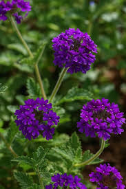 Image result for foto verbena