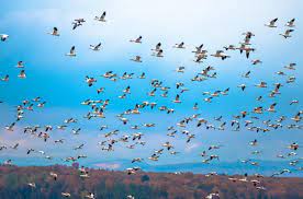 Animales que migran en altitud. 20 Animales Que Migran Por Que Migran Y Ejemplos