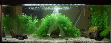 Pin On Salt Water Aquarium Design
