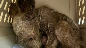 Hairless, orphaned black bear cub rescued in Northern California