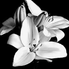Black And White Lily Flower Google Image Result For Http 1 Bp Blogspot Com Bn2h8nxkq0m S8fmd7 830i Aaaaaaaaabu Ff White Flower Pictures Black And White Pictures Black And White Flowers