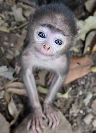 31 Reasons Why Monkeys Are The Best Animals On Earth Cute Baby Monkey Cute Animals Animals
