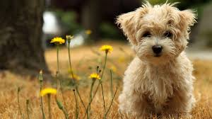 Earth high resolution desktop backgrounds, planet earth, space. Cute Wallpapers Hd Wallpaper Cave