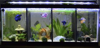 These 5 best fish tanks are perfect for housing your betta. Useful Insights Into The Aquarium S Environment Of Your Betta Fish Tank
