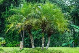 The premier provider of plant screening solutions, mature shade & flowering trees, and cold hardy home & garden landscapes. 15 Low Maintenance Palm Trees For Your Home Garden Conserve Energy Future