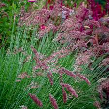 Image result for Melinis tenuissima