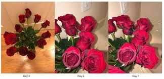 Is a floral and foods gift retailer and distribution company in the united states. Tested 4 Of The Most Popular Flower Delivery Services Mental Floss