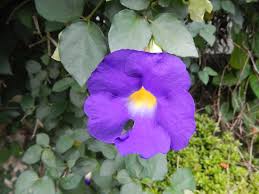 Image result for Thunbergia mildbraediana