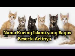 Eits, sebelum itu, pahami dulu yuk kisah sejarah kucing dalam islam! 10 Nama Kucing Islami Yang Punya Arti Baik Dan Mudah Diingat Youtube