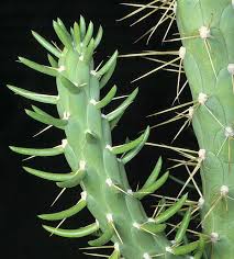 Image result for Austrocylindropuntia