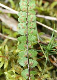 Image result for sleziník Asplenium