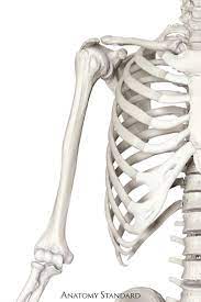 Humerus In Situ Skeleton Anatomy Anatomy Sculpture Human Bones