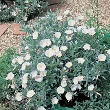 Image result for Convolvulus