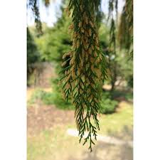 Image result for Cupressus funebris