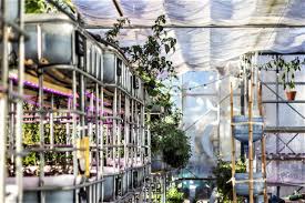 With this system, you place a fish tank on the bottom shelf. How To Start An Aquaponic Garden The Garden