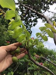 Image result for Dasylepis eggelingii