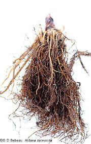 Image result for Bambekea racemosa