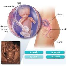 Fetal Ultrasound 3 Months 13 Weeks Pregnant Fetal Baby Images
