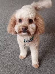 Lost finn missing since Friday at Newlands SACS campus