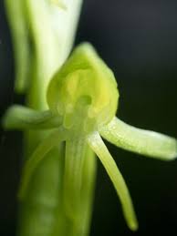 Image result for Habenaria adolphi