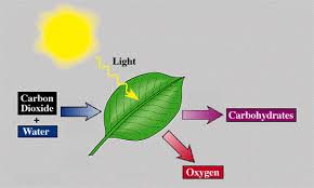 Photosynthesis An Overview Of Photosynthesis Photosynthesis Chemical Energy Biology
