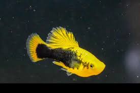 Image result for Exochaenium platypterum