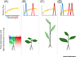 Check spelling or type a new query. Leds Make It Resilient Effects On Plant Growth And Defense Trends In Plant Science