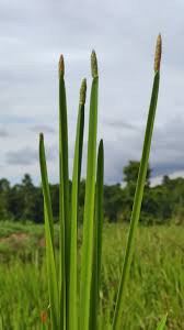 Image result for Eleocharis acutangula