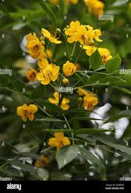 Image result for Senna septemtrionalis