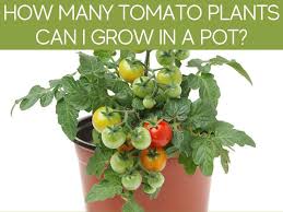 Overcrowding planting several plants in one pot might seem like a good idea, but it usually is counterproductive. How Many Tomato Plants In A Square Foot Garden Greenhouse Today