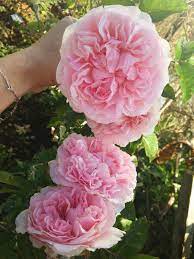 Pin By Vivian Do On Miranda Rose Rose Flowers Plants