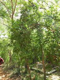 Image result for Maerua